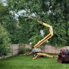 Leaf Removal in Nanakuli, HI