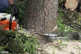 Trusted Nanakuli, HI Tree Care Experts