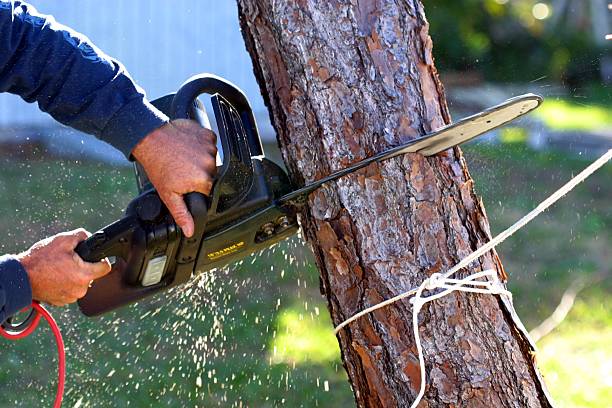 How Our Tree Care Process Works  in  Nanakuli, HI